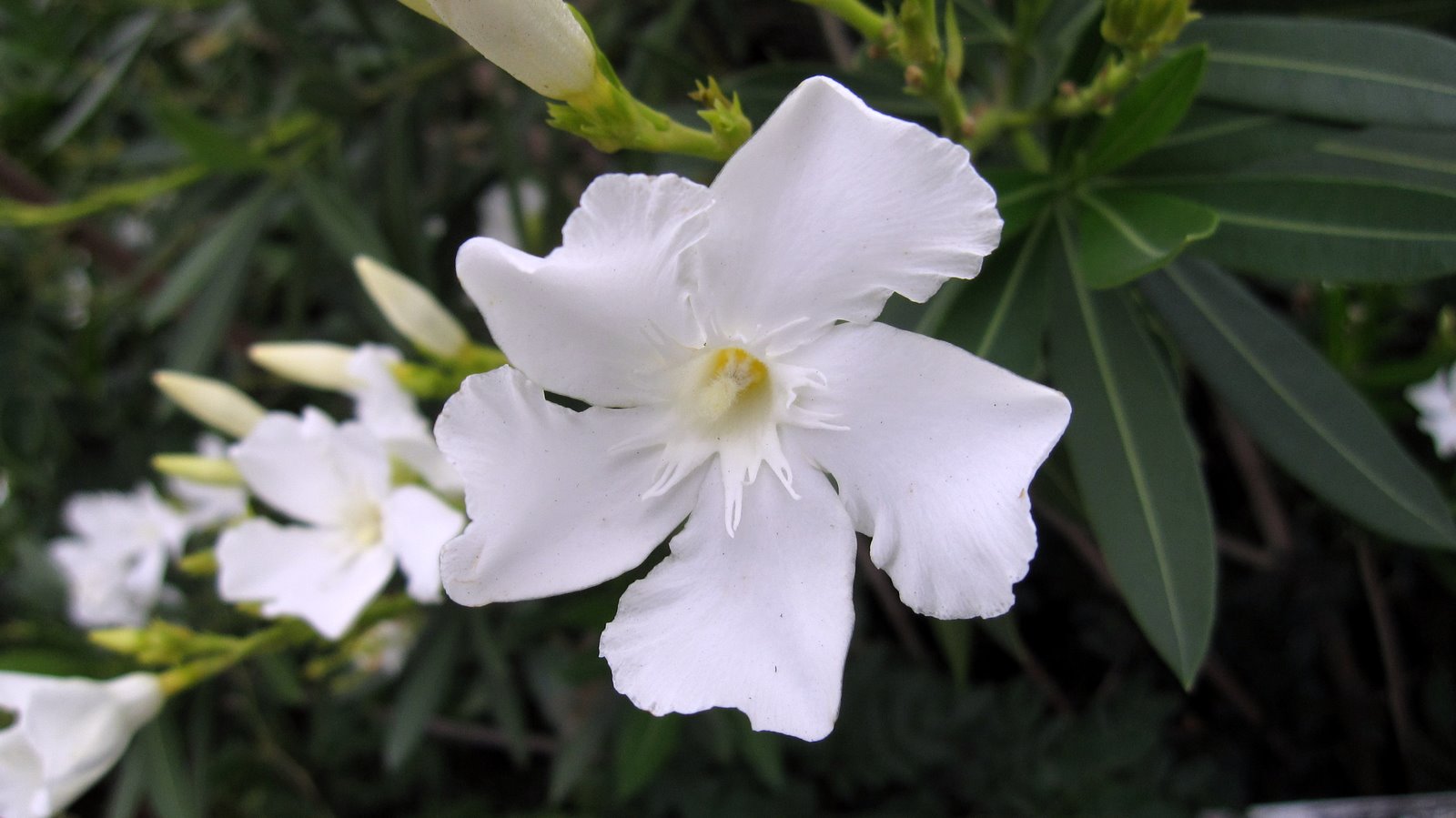 Plant Photography Nerium oleander White Cultivar Landscape