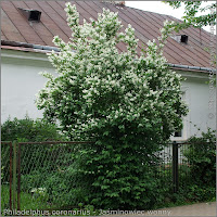 Philadelphus coronarius Growth Habit of flowering plant  - Jaśminowiec wonny   pokrój kwitnącej rośliny