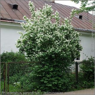 Philadelphus coronarius Growth Habit of flowering plant  - Jaśminowiec wonny   pokrój kwitnącej rośliny