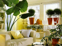How To Decorate Living Room With Plants