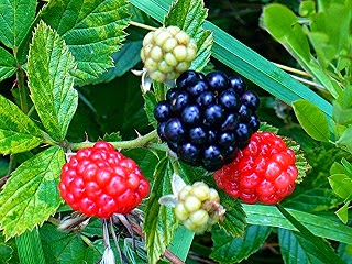 Black and red raspberries in the wild.