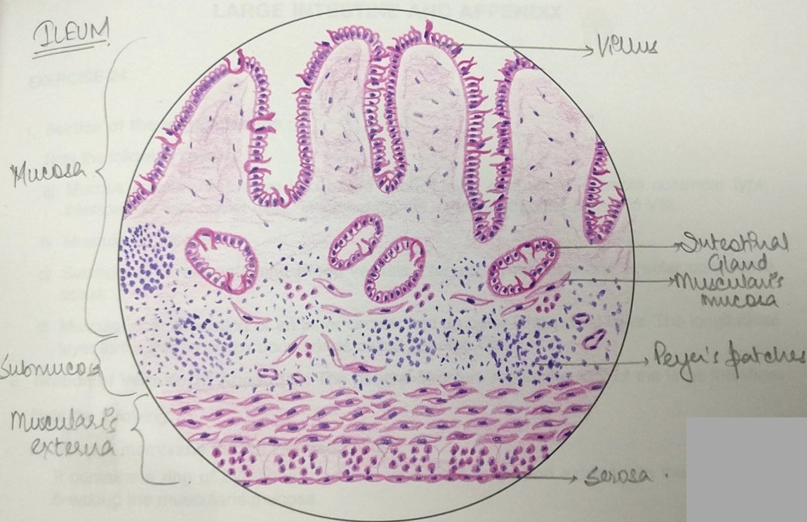 Histology Of Ileum
