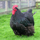 Australorp