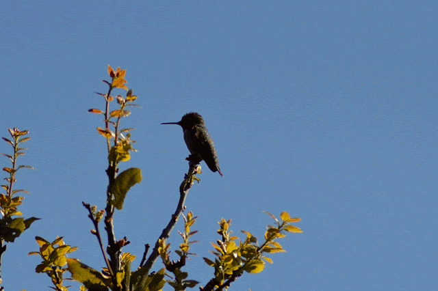 Anna's Hummingbird, Tiburon, California. Richardson Bay Audubon Center and Sanctuary by Johnnie Chamberlin
