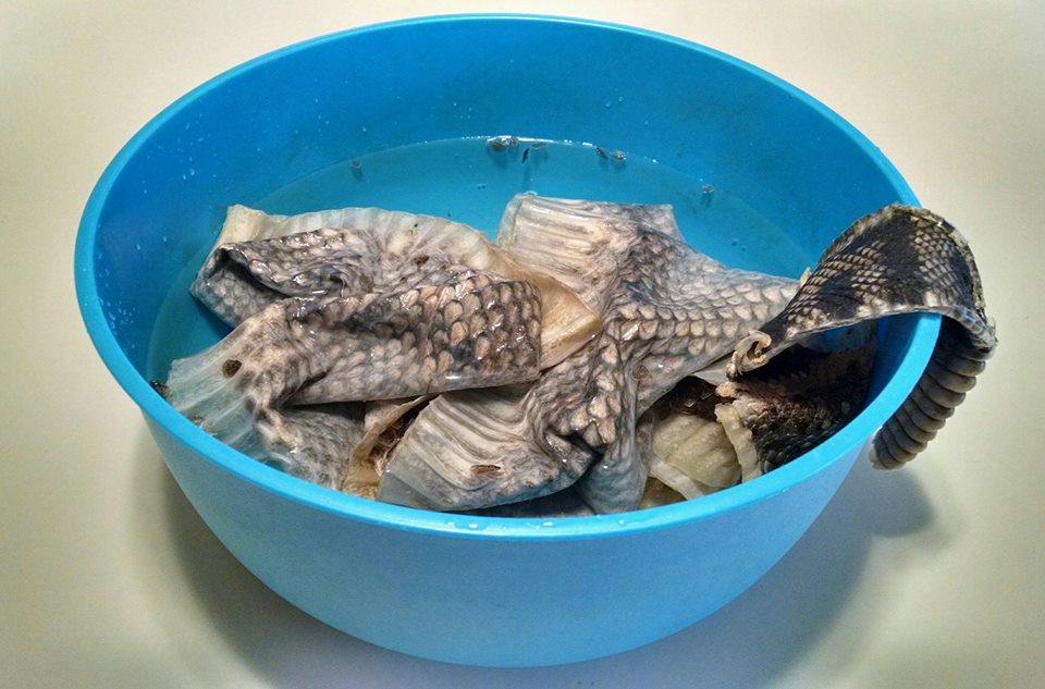 Highly Reasonable In Which I Block a Rattlesnake