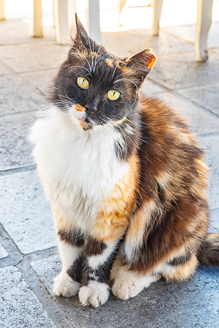 Cats of Greece - cats are commonplace in Greece. They are well taken care of by the community and very friendly. You can even pet them if you wish! Here are some of the cats we found in Poros, Epidavros, Náfplio, and Hydra. #cats #travel #greece #europe Cats of Greece - cats are commonplace in Greece. They are well taken care of by the community and very friendly. You can even pet them if you wish! Here are some of the cats we found in Poros, Epidavros, Náfplio, and Hydra. #cats #travel #greece #europe