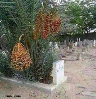 من عاش على شئ مات عليه من-عاش-على-شئ-مات-عليه