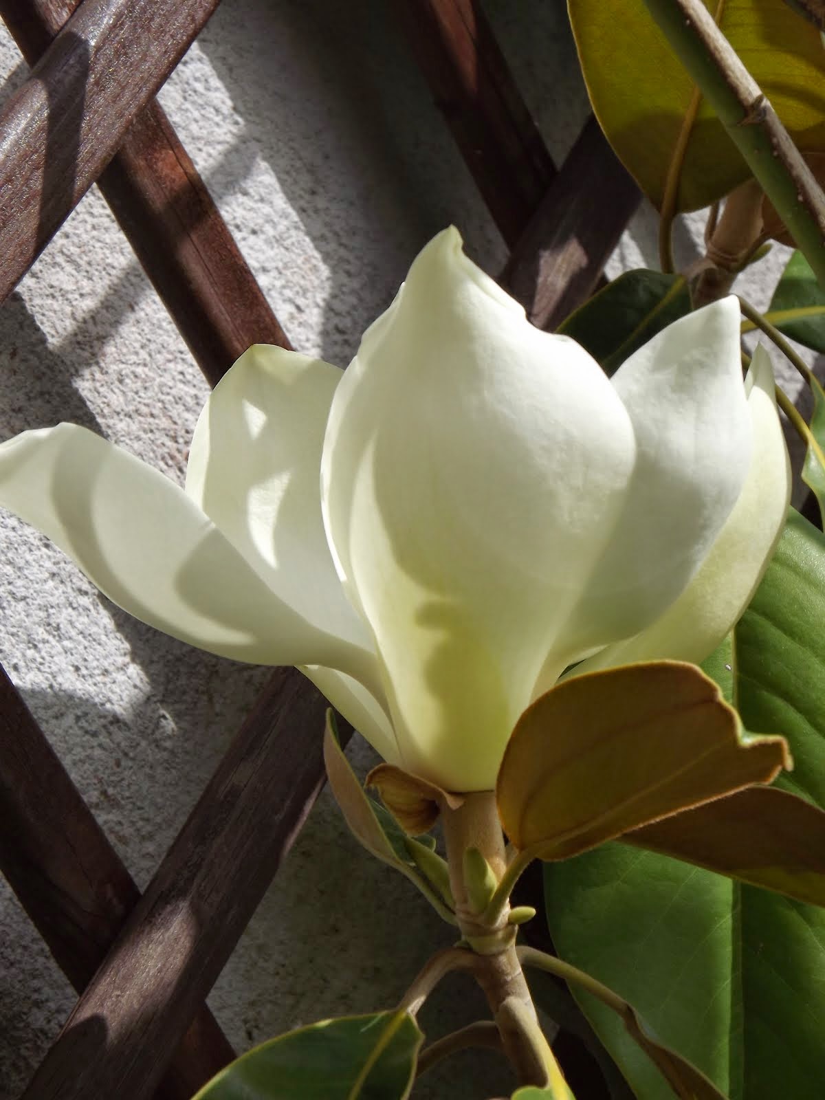 Florecen los Magnolios...