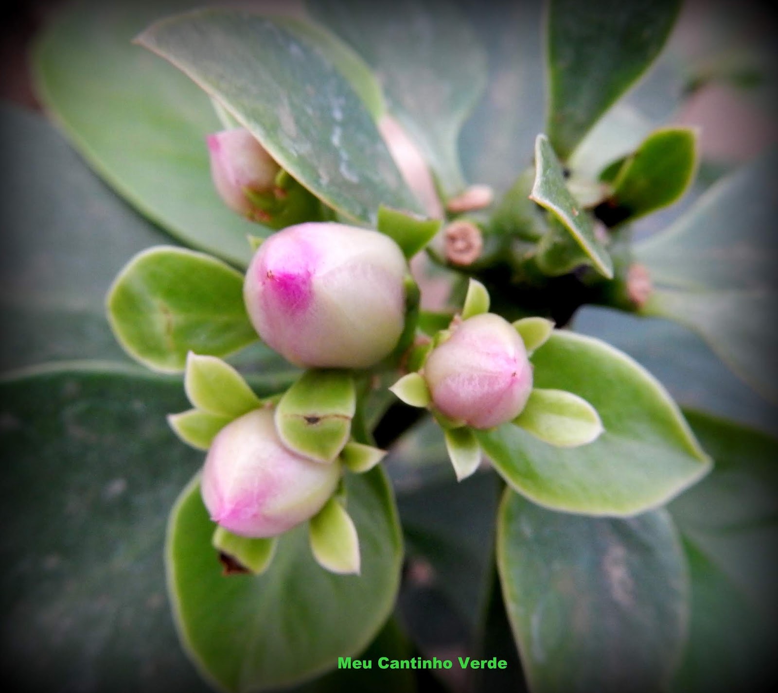 Meu Cantinho Verde: ROSA-MADEIRA, ORA-PRO-NÓBIS - ( Pereskia grandifolia )