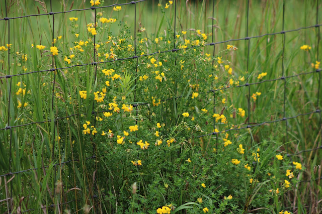 Wild flowers