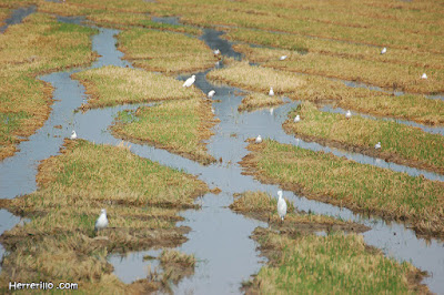 Arrozales del Delta del Ebro