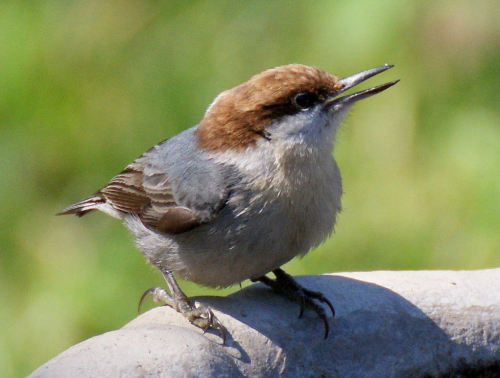 SE Texas Birding & Wildlife Watching: Backyard Bird Count