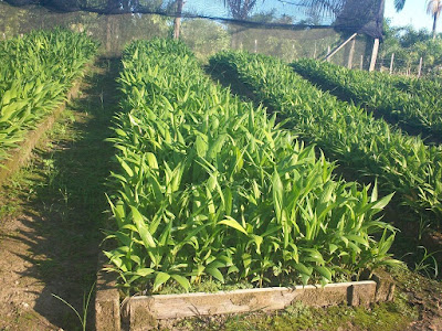 Viveiro Boa Esperança - Mudas de Pupunha em Registro-SP Viveiro Boa Esperança - Mudas de Pupunha em Registro-SP