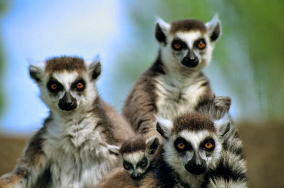 i buffi animaletti del Madagascar