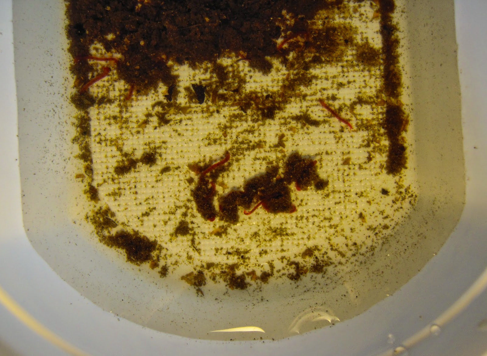 Chironomus appena raccolti Chironomus appena raccolti