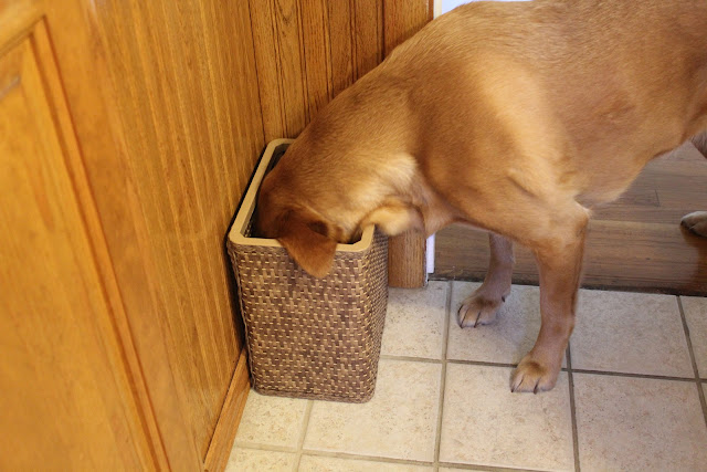 dog sticking head in bathroom waste basket