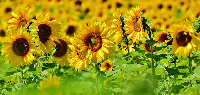 sunflower-1533698_960_720.jpg