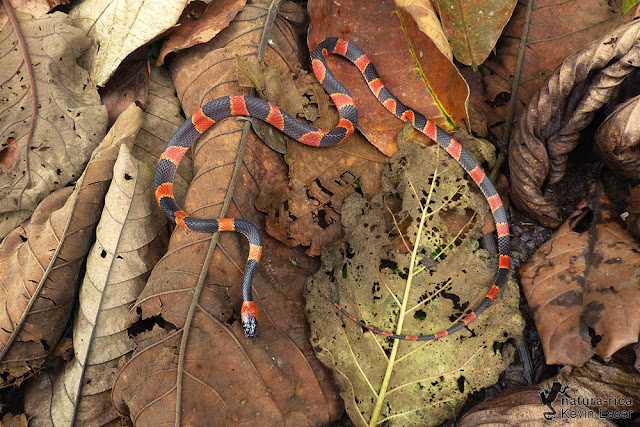 Oxyrhopus petolarius - False Coral Snake