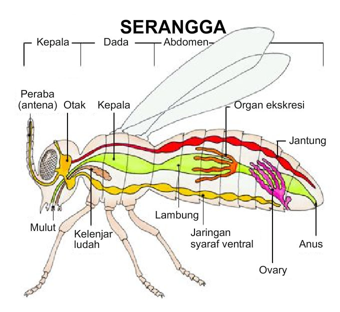 Ciri-ciri insecta