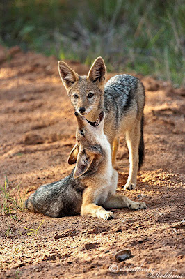 Hedgie's Nature Journal : Africa, this is why I live here