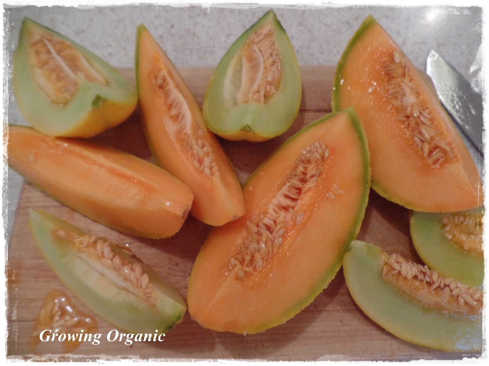 Growing Organic The Melon Family Cantaloupes, Muskmelons, and Honeydew
