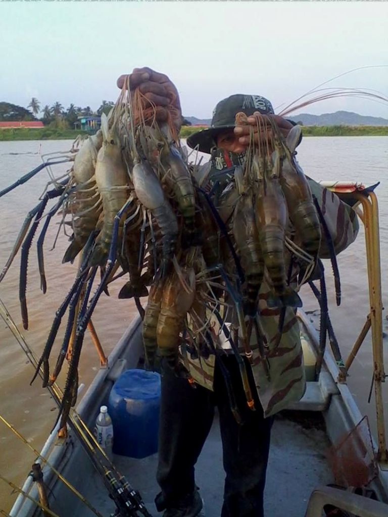 About Us Freshwater Shrimps Farming, Freshwater Prawn Suppliers