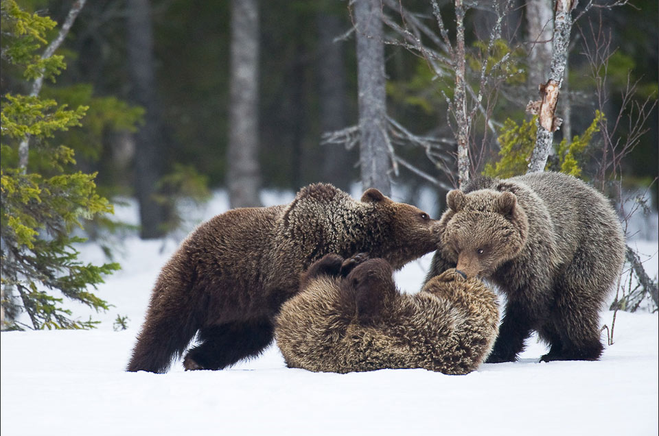 Семья диких животных. Бурый медведь. Медведь зимой. Дикий медведь. Медведица с медвежатами зимой.