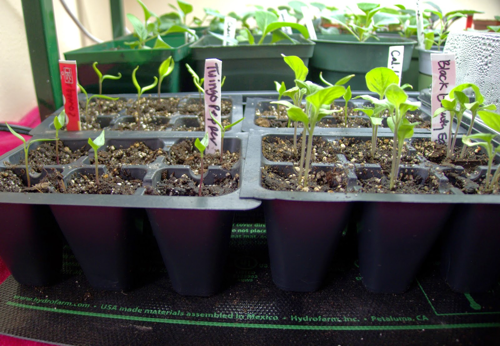 Less Noise, More Green: Germinating seeds indoors: some like it hot