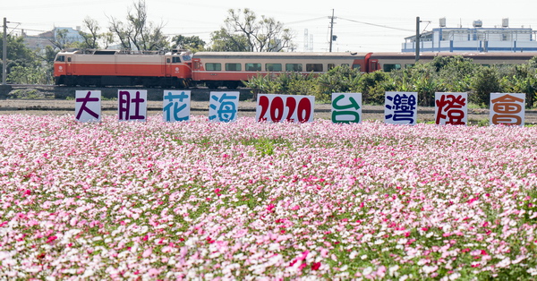 台中大肚花海廣達2公頃,還可以拍火車經過花海的畫面 台中大肚花海廣達2公頃,還可以拍火車經過花海的畫面