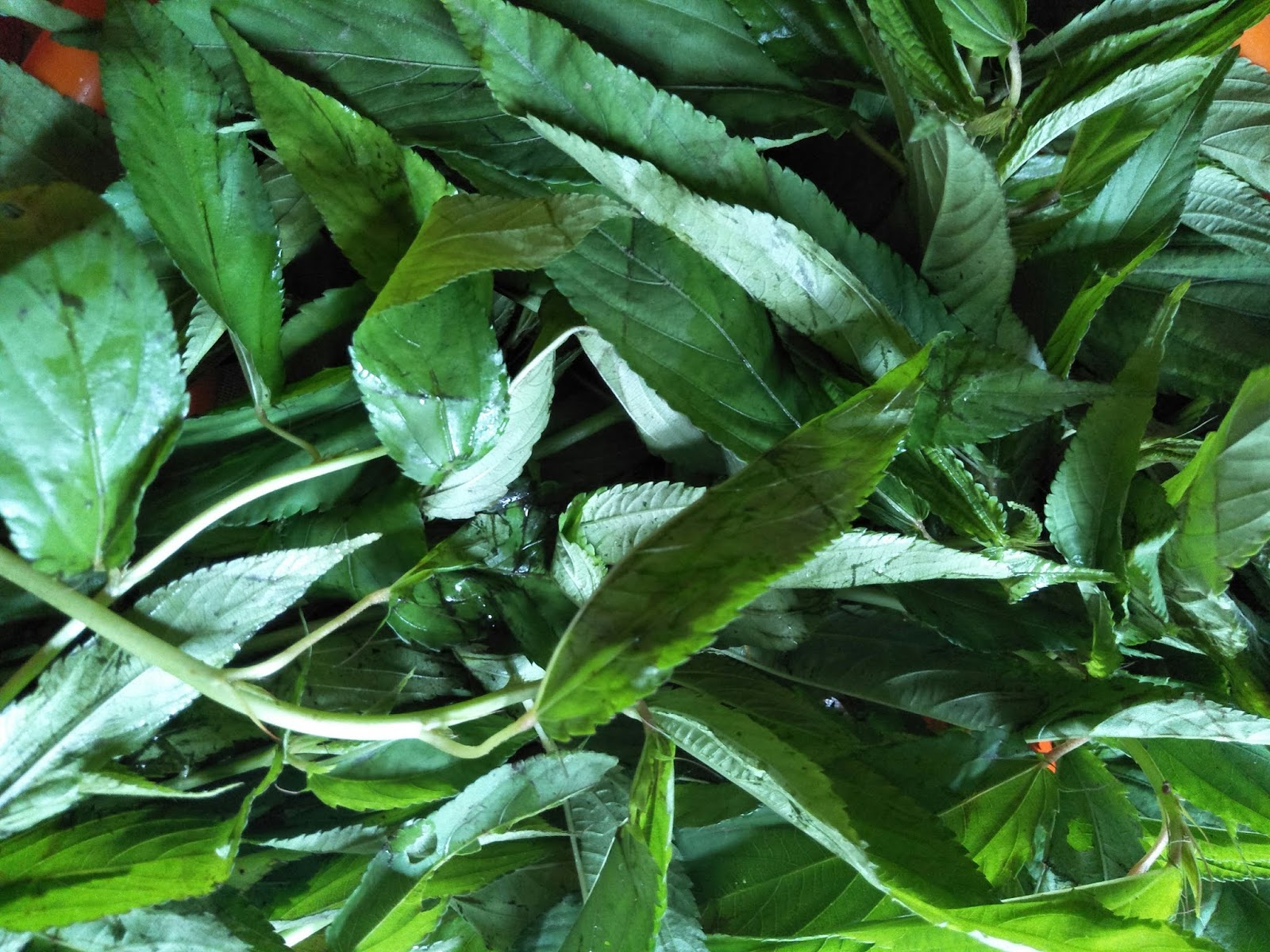 Jute leaves stir fried with grated and fermented bamboo shoots rumi's
