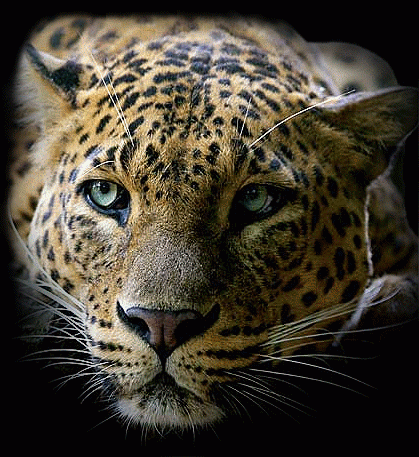 Animated Leopard