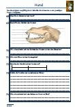 https://www.legakulie-onlineshop.de/Hund-Schularbeit-Klassenarbeit-Lernzielkontrolle
