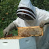 Ο μελισσοκομικός Σύλλογος Θεσπρωτίας και το πρόβλημα των ψεκασμών 