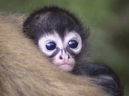 Funny Animals: Cute Spider Monkeys