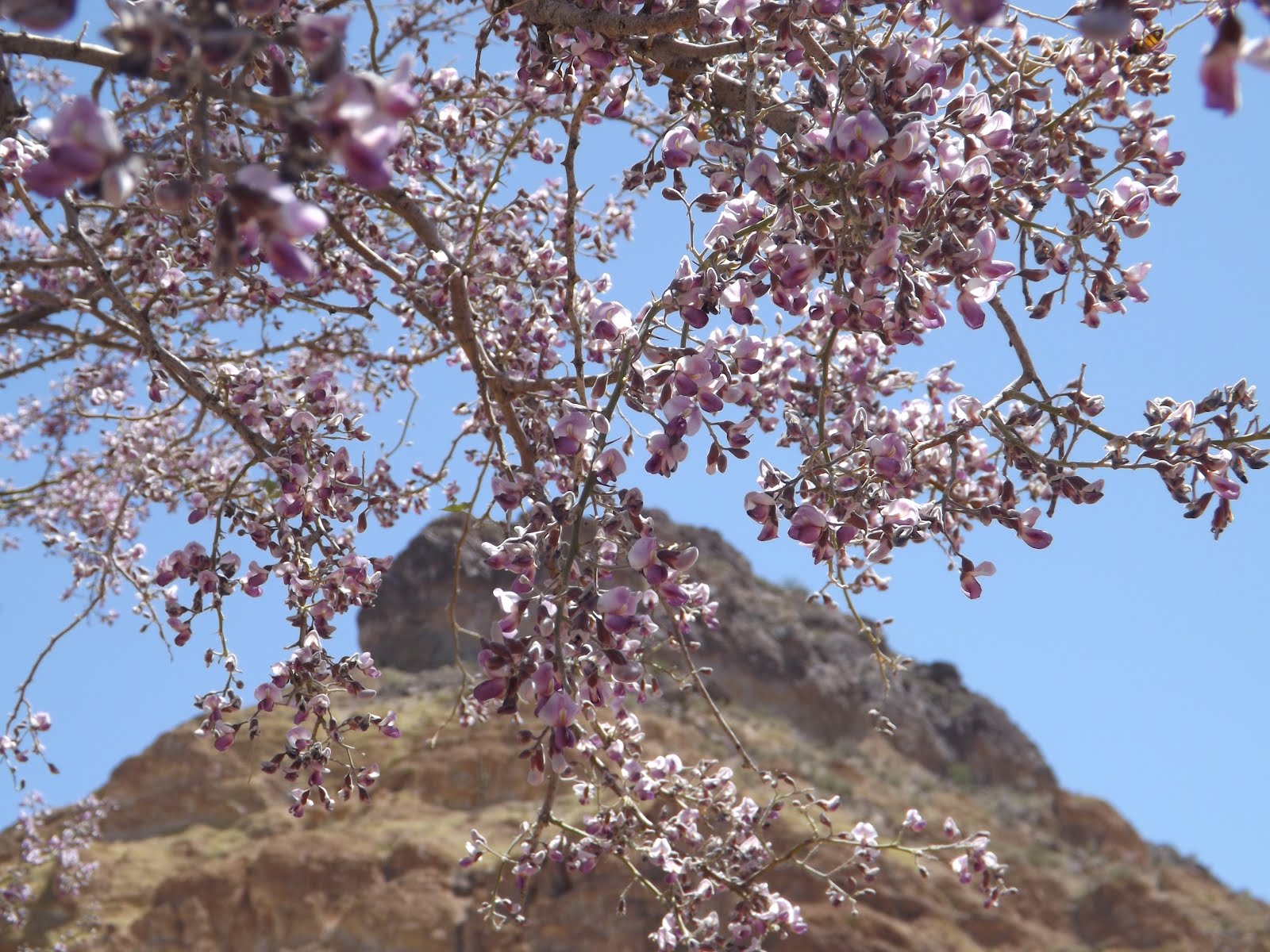 APicADay....A 365 of Pictures The Desert Ironwood Tree