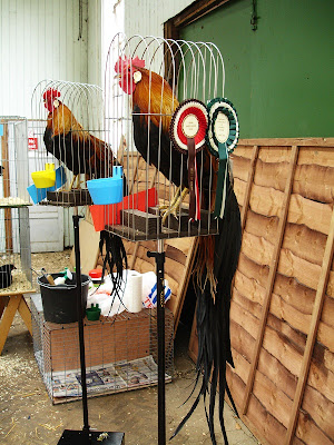 Gà đuôi dài Nhật Bản - 5