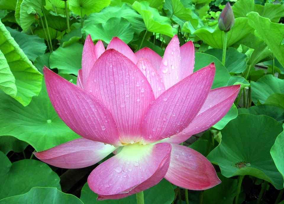 Ảnh đẹp hoa Sen Ảnh đẹp hoa Sen