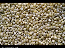 pearl millet(bajra) health benefits in urdu