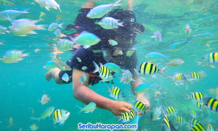 menyelami keindahan karang dan koral taman laut pulau harapan snorkeling atau skin diving