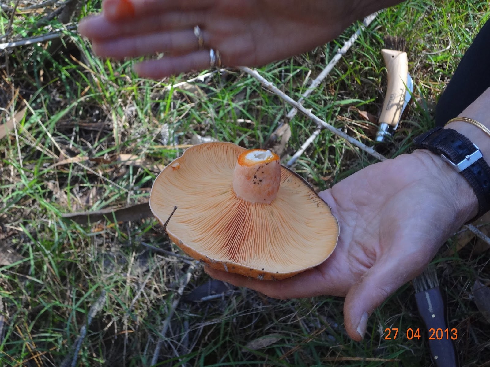 From Our Home Foraging for Pine Mushrooms and Slippery Jacks, Wingello