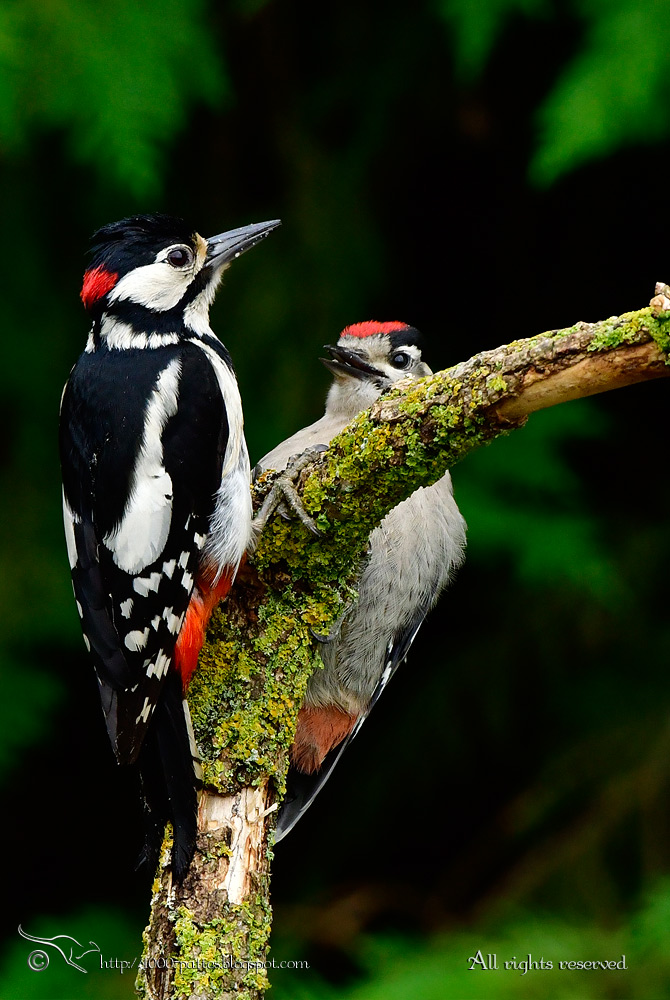 The Great spotted woodpecker family OIS PicEpeiche 2809 170529