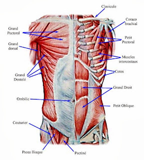 anatomie tronc