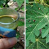 How To Reduce Effects Of Chemo/Radiation, And Improve Blood Platelet Count With Papaya Leaf Juice