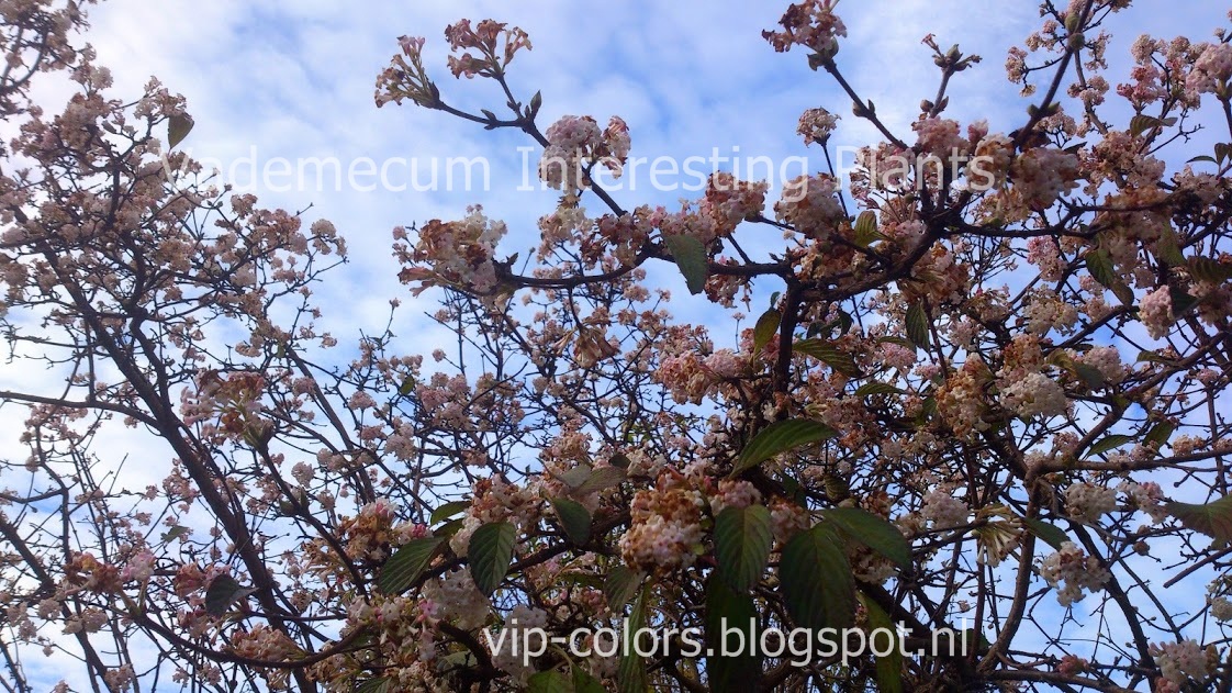 Solitary Dog Sculptor I Botany Botanica Viburnum Part 1