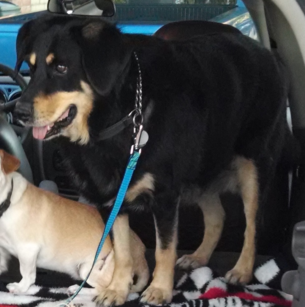 jimmys dogs frugal freedom what s in a mutt jimmys dogs frugal freedom what s in a mutt