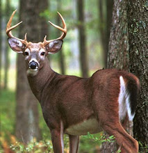 Mississippi - Land mammal - White Tailed Deer