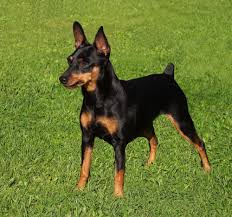 Black Miniature Pinscher small dog with crop tail Black Miniature Pinscher small dog with crop tail