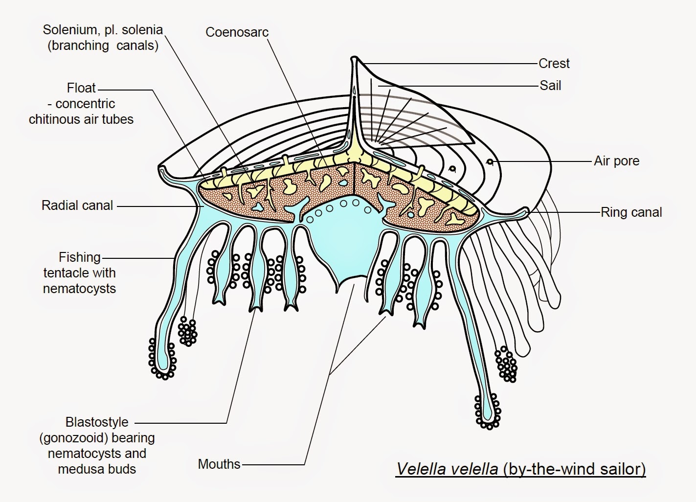 The Featured Creatures It S Not A Jelly Siphonophores