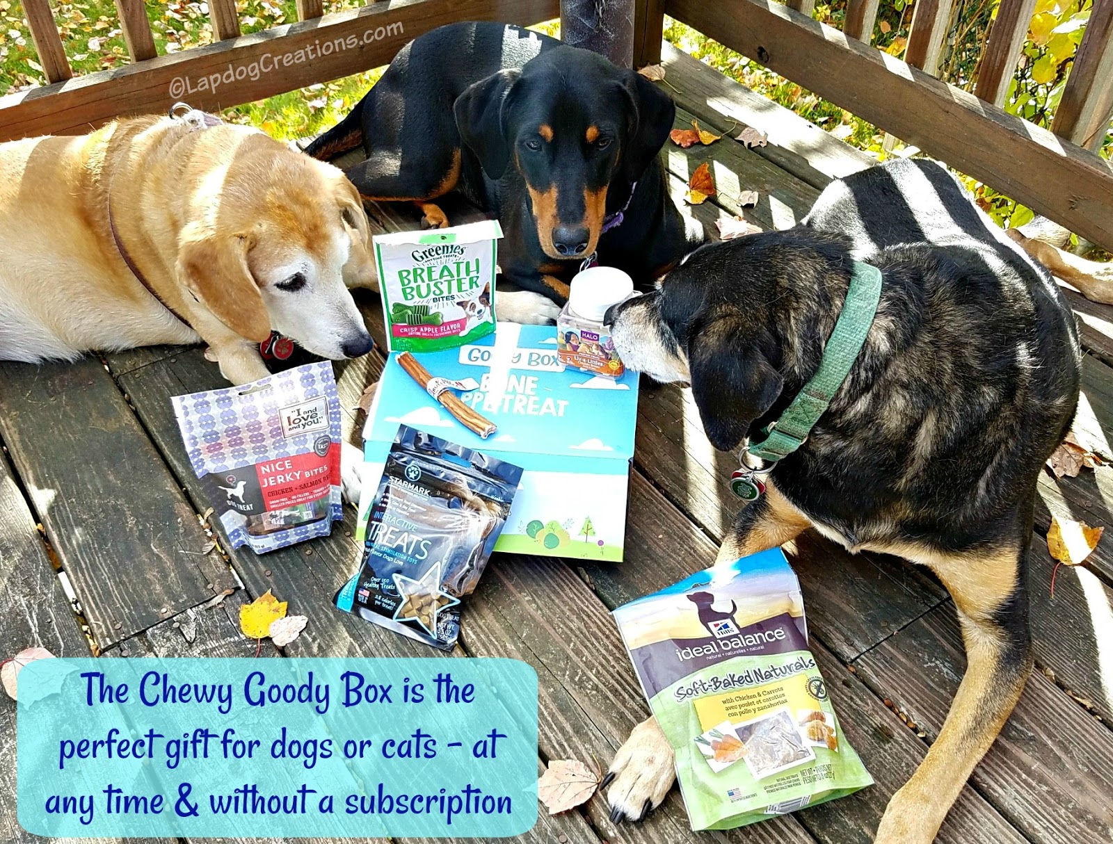 Lapdog Creations Bone Appetreat Chewy Goody Box ChewyInfluencer