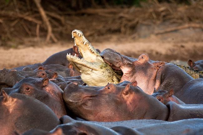 748855-angry-hippos-attack-crocodile.jpeg